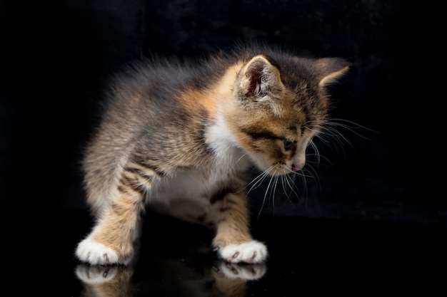 Close-up of cute calico kitten