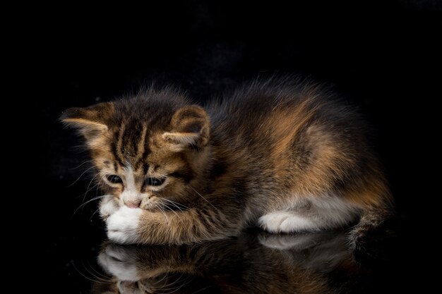 Close-up of cute calico kitten