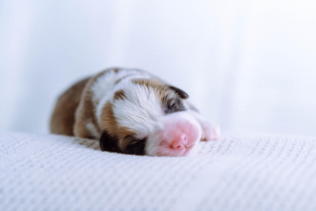 Close up cute calm sleepy tricolored welsh corgi puppy dog lying on white soft blanket Vet treatment and control care