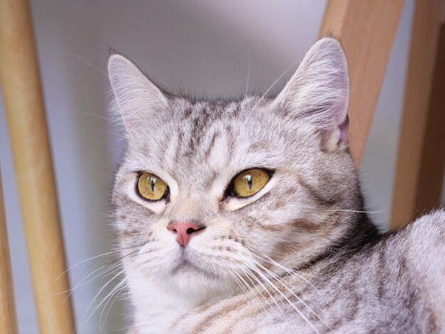 Close up cute cat with beautiful yellow eyes over white background in living room