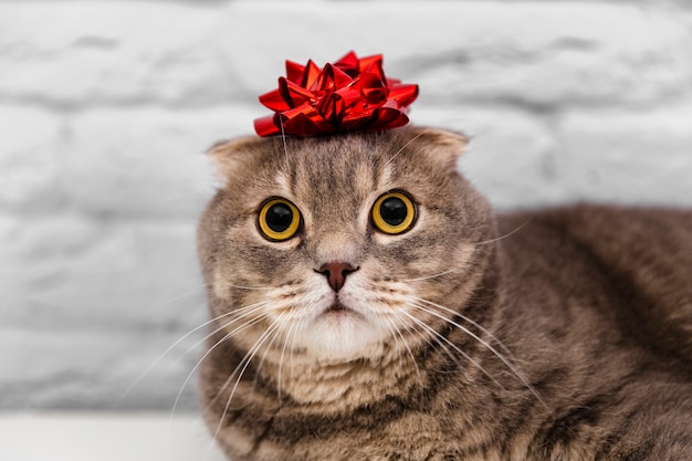 Photo close up cute cat with red ribbon in head