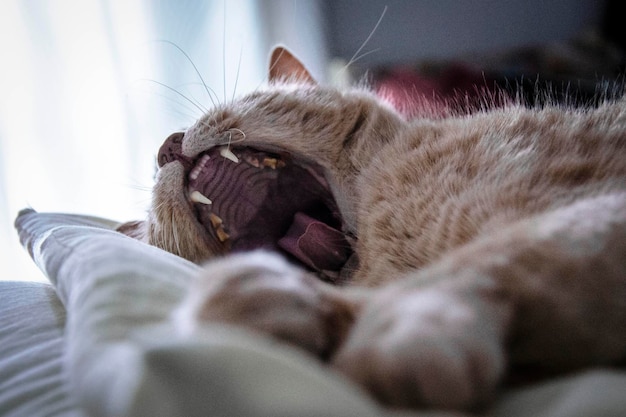 Close-up of cute cat yawning in bed