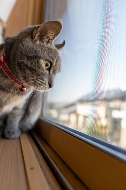 Foto primo piano di un simpatico gatto