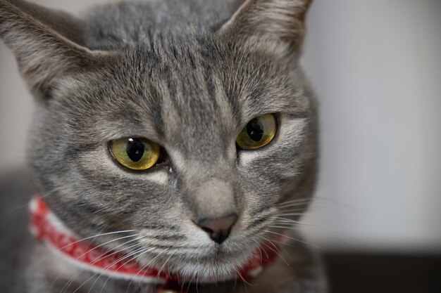 Photo close up of a cute cat