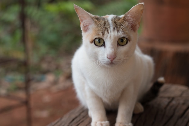 Close up of cute cat