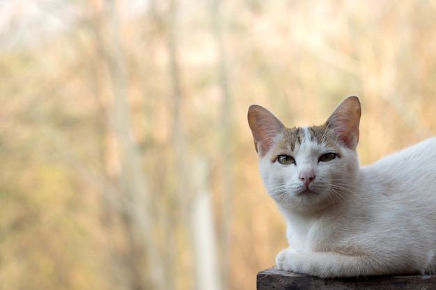 かわいい猫のクローズアップ