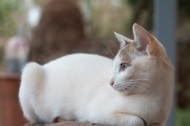 Close up of cute cat