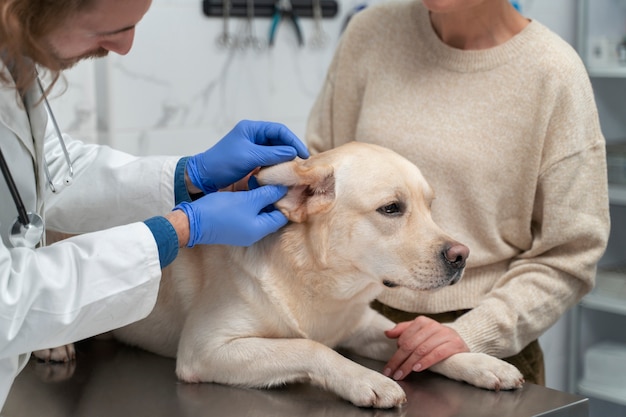 Фото Закрыть милую собаку в ветеринарной клинике