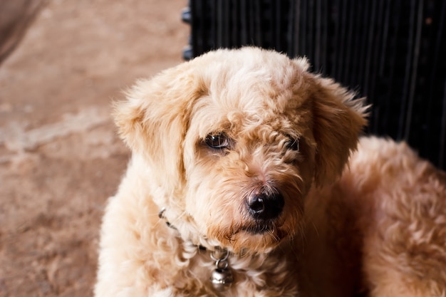 Close up cute dog focused on his eye.