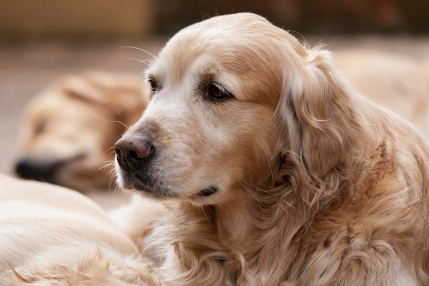 外を見回す可愛い犬のクローズアップ