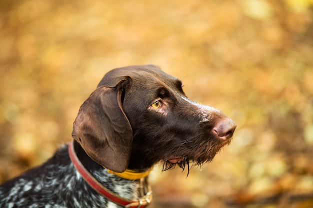 自然の中でかわいい犬のペットにクローズアップ