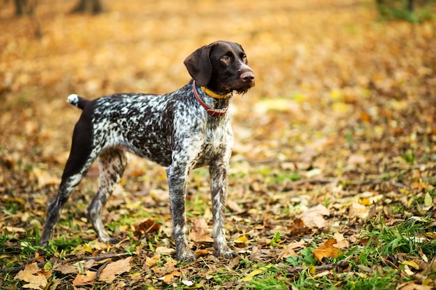 自然の中でかわいい犬のペットにクローズアップ