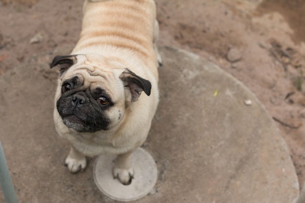 かわいい犬のパグのクローズアップ