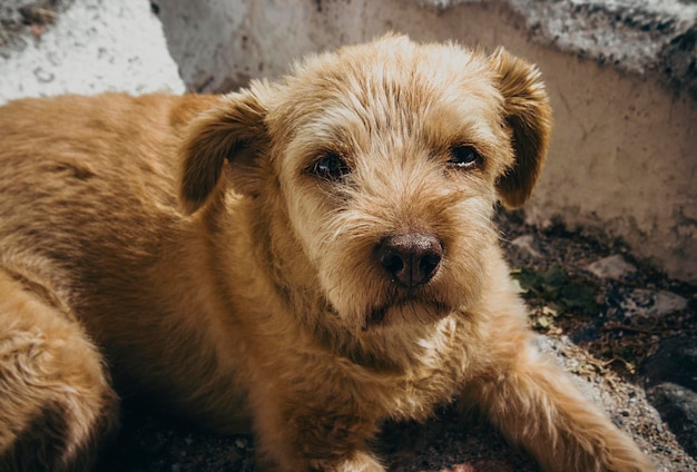 Close up of cute dog on the streets of santorini puppy animal dog