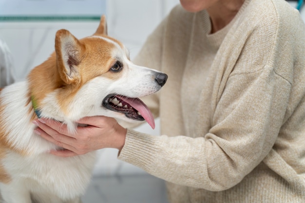 Close up cute dog at vet