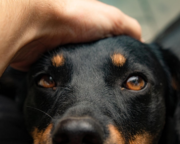 Photo close up of a cute dog