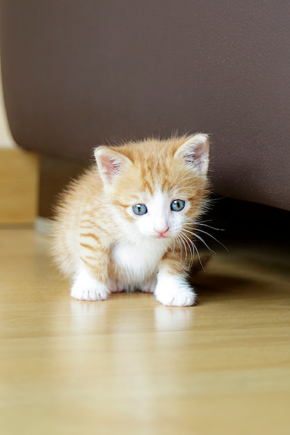 Close up on cute ginger kitten sitting at home