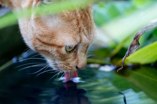 Close up Cute Ginger tabby cat drink water focus on eye