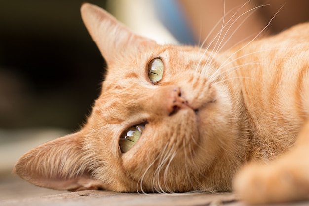 Крупный план Симпатичный имбирь полосатый кот фокус на глаз