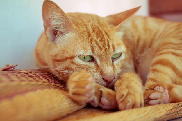 Close up Cute Ginger tabby cat stay on straw mat focus on eye