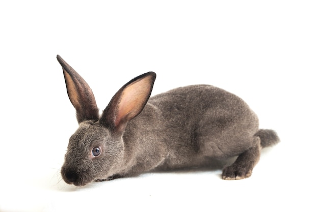 Close-up of cute gray rex rabbit