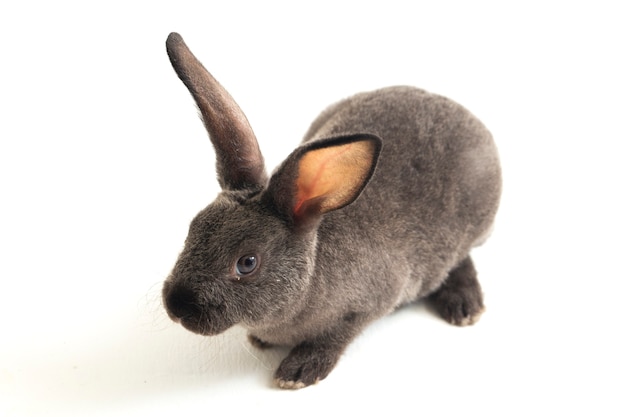 Close-up of cute gray rex rabbit