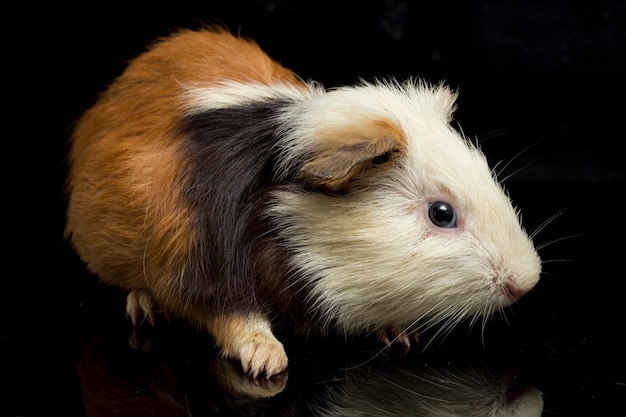 Close-up of cute guinea pig