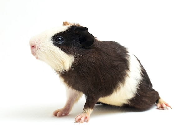 Close-up of cute guinea pig