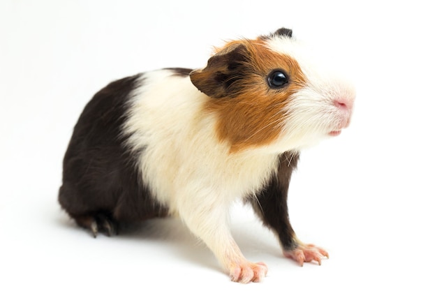 Close-up of cute guinea pig