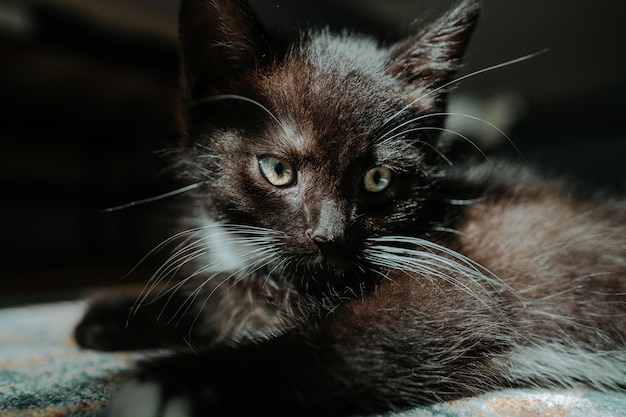 Photo close-up of cute kitten lying on carpet at home