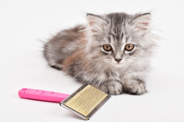 Close-up of a cute little kitten lying next to a comb on a white background. Animal care. A place to copy. copy space