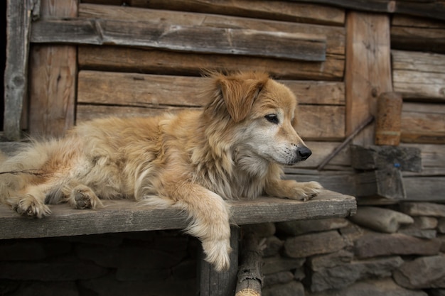 木製のベンチに横たわっているかわいい老犬をクローズアップ