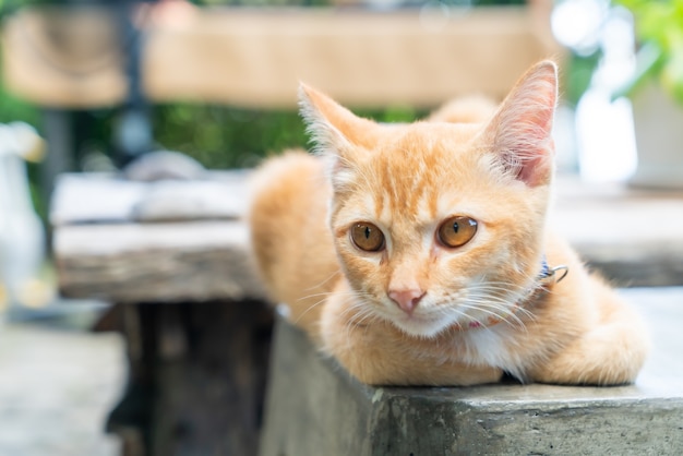 close-up cute orange baby cat