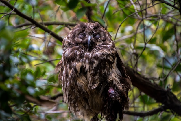 Close up of a cute owl sleeping