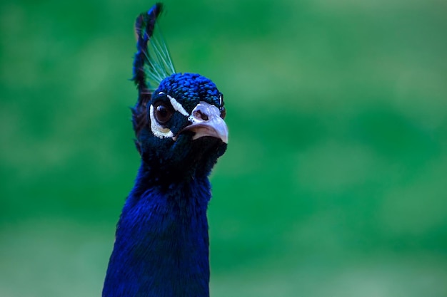 Close up of the cute peacock large bird on a green background