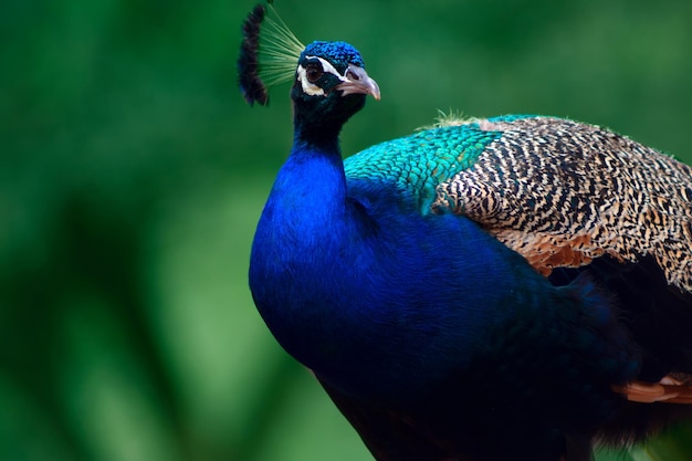 Close up of the cute peacock (large and brightly  bird) on a green background