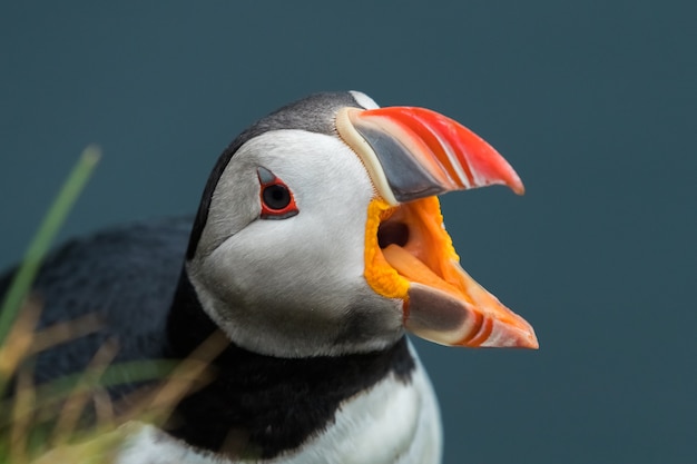 Закройте мило Puffin на острове в Исландии