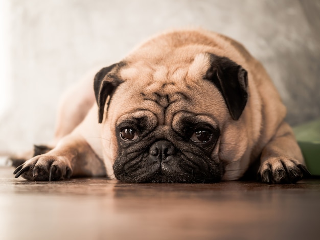 Chiuda su del cane sveglio del carlino che si riposa sul pavimento di legno a casa.