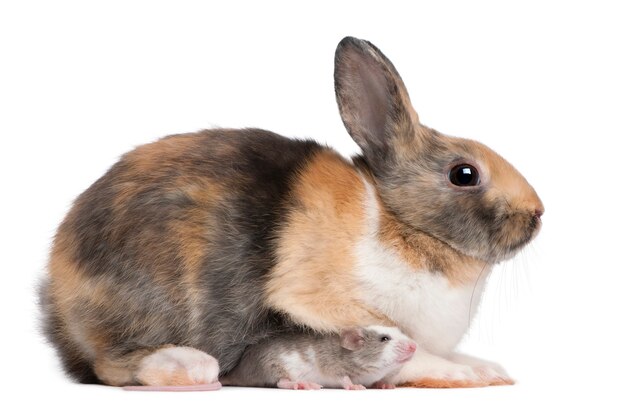 Close up on cute rabbit isolated