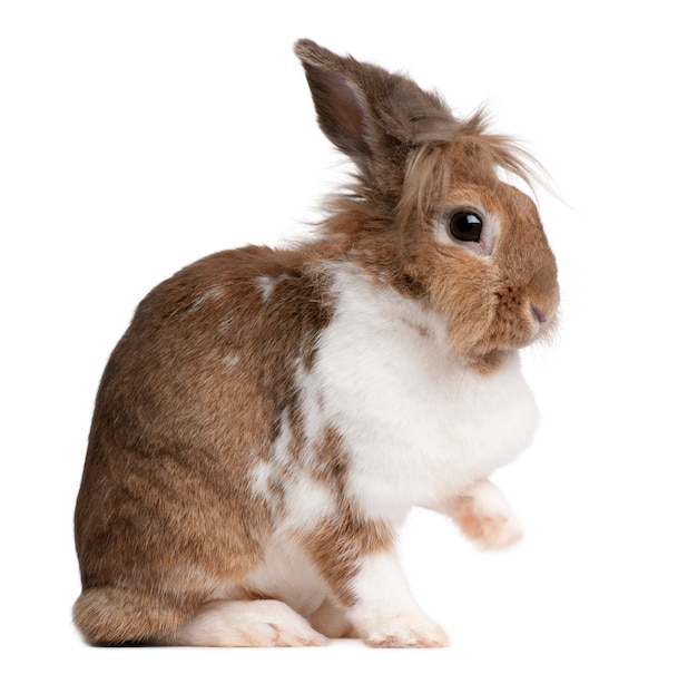 Close up on cute rabbit isolated