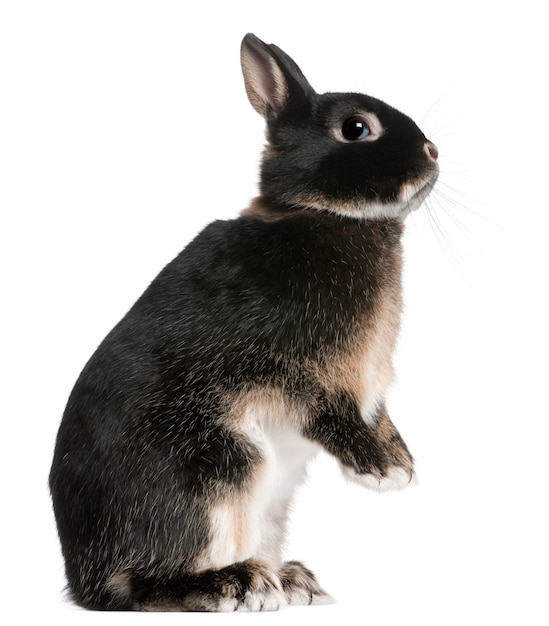 Close up on cute rabbit isolated