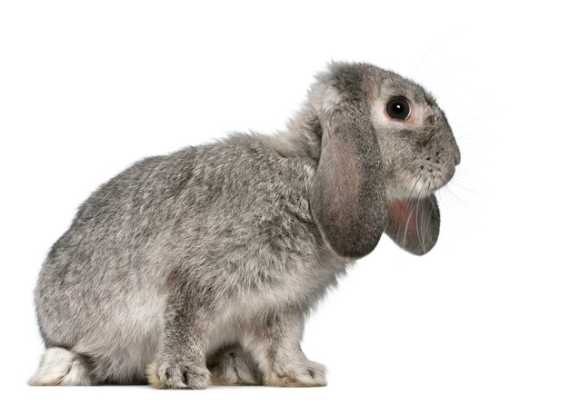 Close up on cute rabbit isolated