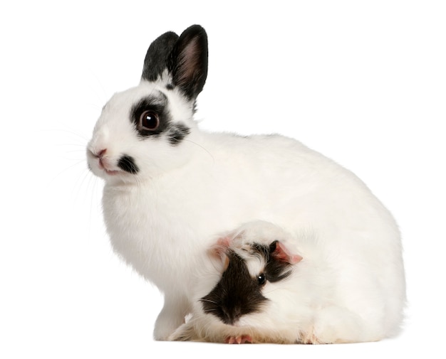 Close up on cute rabbit isolated