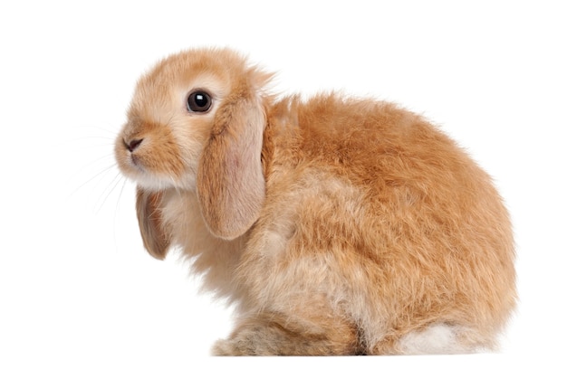 Close up on cute rabbit isolated