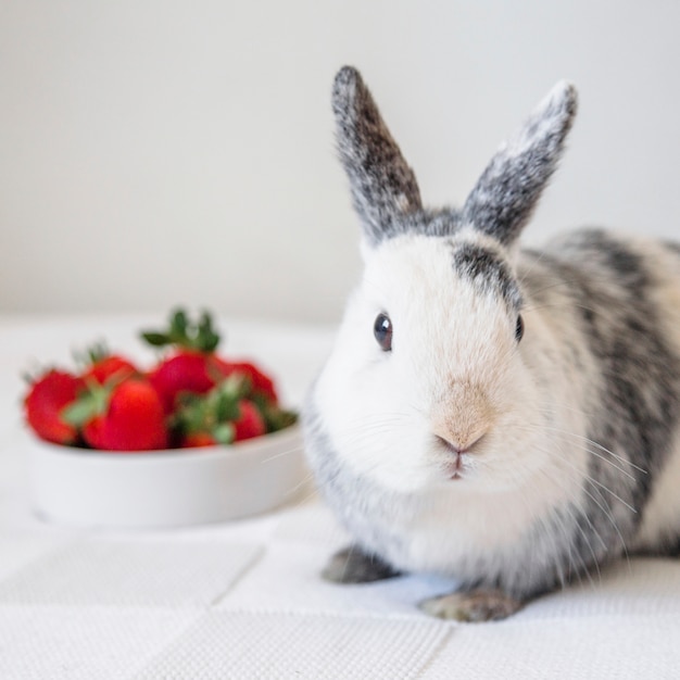 Close-up of a cute rabbit