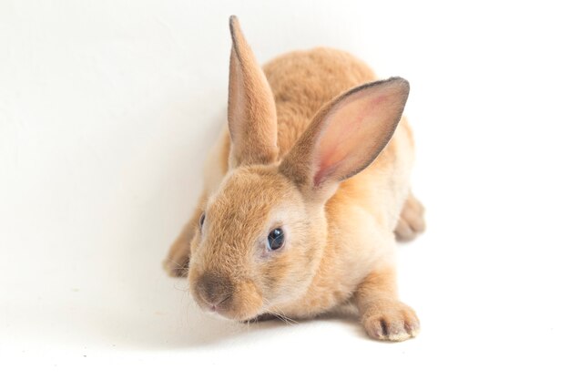 Close-up of cute red-brown rex rabbit