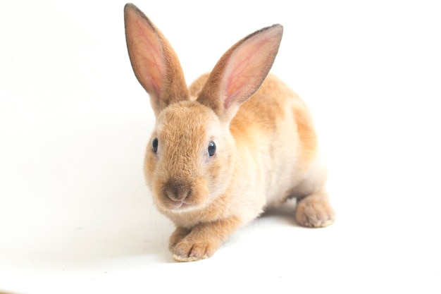 Close-up of cute red-brown rex rabbit