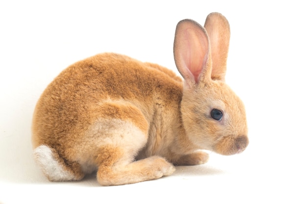 Close-up of cute red-brown rex rabbit