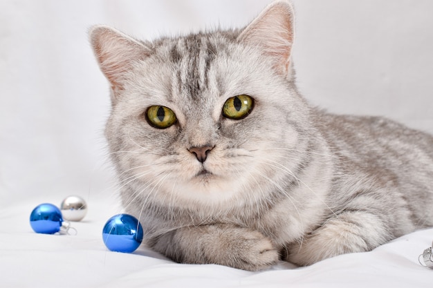 Close-up of a cute Scottish cat in a gray stripe lying next to a Christmas branch