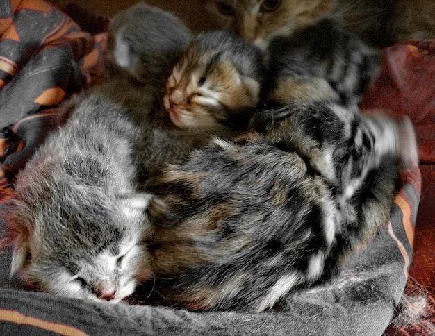 Photo close-up of cute sleeping cat